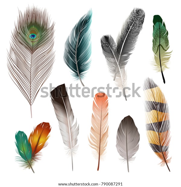 鳥のリアルな羽が異なる形と色で分離されたベクターイラスト のベクター画像素材 ロイヤリティフリー