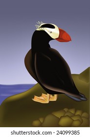 bird with a red beak and the sea