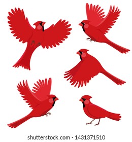 Bird red cardinal in different positions. Isolated vector illustration on white background.