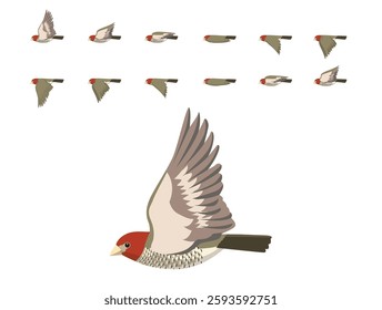 Bird Red-Headed Finch Flying Animation Sequence Cartoon Vector