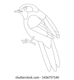 bird   red-tailed haughing thrush,vector illustration, lining draw