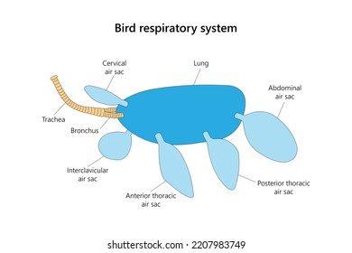 Bird respiratory system in lateral view. Vector illustration.