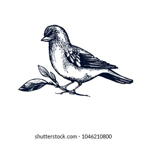 Bird robin hand drawn Isolated vector. Botanical illustration. Universal templates for invitation or packaging, scrapbooking. Engraving