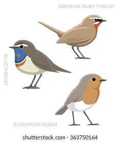 Bird Robin Set Cartoon Vector 