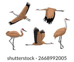 Bird Sandhill Crane Various Poses Cartoon Vector Character