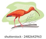 Bird Scarlet Ibis or Red Ibis. Inhabits tropical South America and part of the Caribbean. It is one of the two national birds of Trinidad and Tobago. Vector isolated image