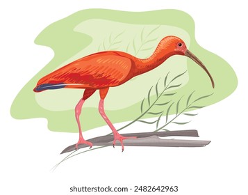 Bird Scarlet Ibis or Red Ibis. Inhabits tropical South America and part of the Caribbean. It is one of the two national birds of Trinidad and Tobago. Vector isolated image