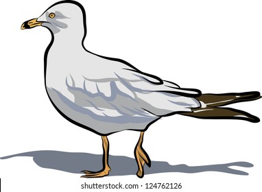 bird, seagull