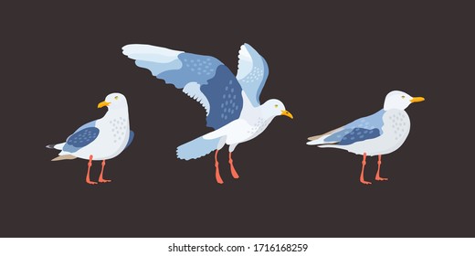 Bird. Seagull set. Flat vector style Illustration.