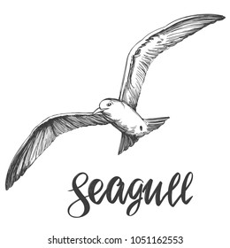 bird seagull,  wildlife hand drawn vector illustration realistic sketch