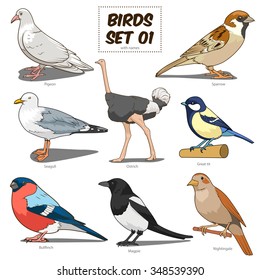 Bird set cartoon colorful vector illustration. Educational material