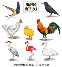 Bird set cartoon colorful vector illustration. Educational material