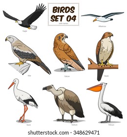 Bird set cartoon colorful vector illustration. Educational material