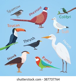 Bird set cartoon colorful vector illustration. Colorful realistic birds.