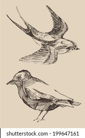 Bird set (collection) vintage illustration, engraved retro style, hand drawn, sketch