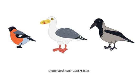 Bird set  Crow  seagull   bullfinch  Color image  vector 