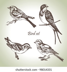 Bird Set, Hand-drawn Illustration