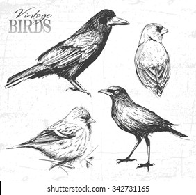 Bird set, hand-drawn illustration. See also other animals