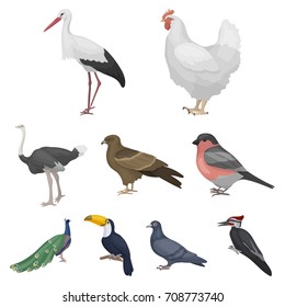 Bird set icons in cartoon style. Big collection of bird vector symbol stock illustration