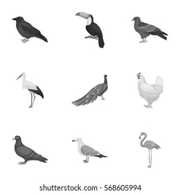 Bird set icons in monochrome style. Big collection of bird vector symbol stock illustration