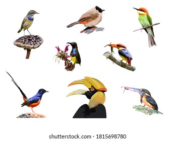 bird set, many colorful cute birds in white background, birds vector 