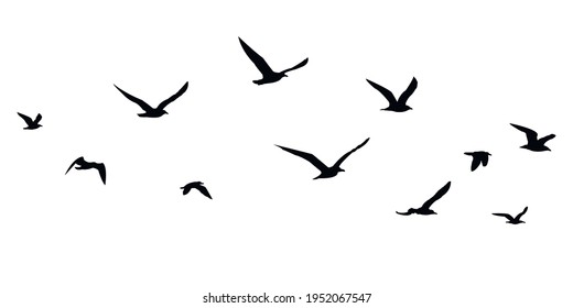 Juego de pájaros, silueta. Gaviotas en vuelo aisladas. Migración de aves. Ilustración de material vectorial