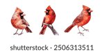 Bird Set Watercolor Illustration. Realistic close-up images of red cardinal, eastern bluebird, goldfinch, robin, and wren. Beautiful avian collection for garden and forest themes on a white background