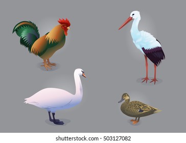 Bird set/Vector set of realistic birds including rooster, stork, swan and mallard duck