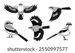 Bird Shrike Loggerhead Various Poses Cartoon Vector Character