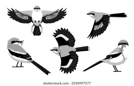 Bird Shrike Loggerhead Varias Poses Personaje de Vector de dibujos animados