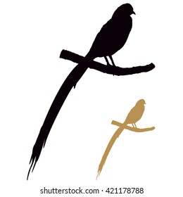 Bird silhouette
