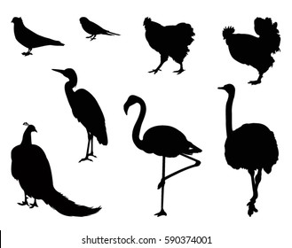 bird silhouette