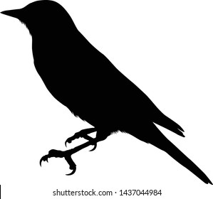 Bird, Silhouette, All Around The World
