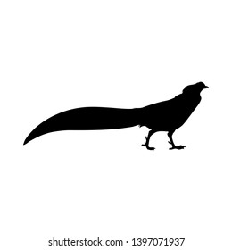 Bird Silhouette. Bllack on White. Vector Illustration. 