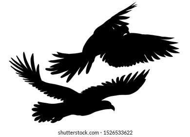 Bird silhouette. Graphic, hand-drawn silhouettes of two birds in flight on a white background.