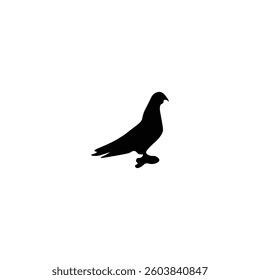 Bird silhouette with illustration  vector