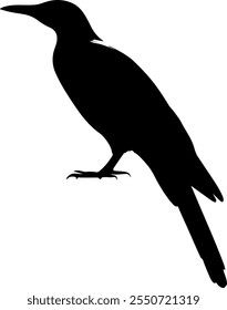 bird Silhouette image, bird vector image