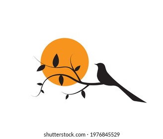 Bird silhouette on branch on sunset, vector. Bird illustration isolated on white background. Wall decals, wall art, artwork, art design