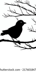 Bird silhouette on tree branches in nature