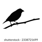 Bird silhouette on white background, vector illustration