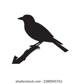 silueta de pájaro sobre fondo blanco, ilustración vectorial