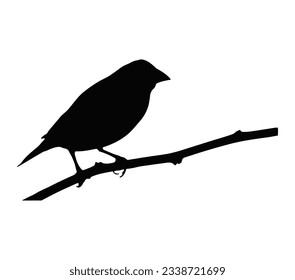 Bird silhouette on white background, vector illustration