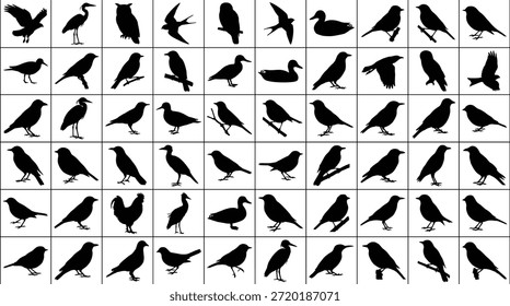 Coleção de vetores de silhueta de pássaros, pássaros voadores, pássaros empoleirados, ilustração de vida selvagem, formas de pássaros pretos, poses de aves, arte da natureza, silhuetas de animais, referência artística, diversidade de espécies, ícones isolados, design editável