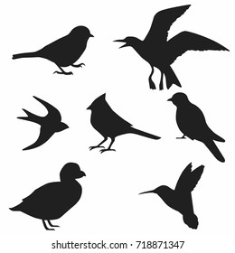 Bird Silhouette, Vector Collection of Bird Silhouettes