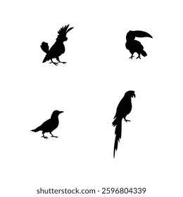 Bird silhouette with vector of illustration 