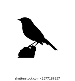 
Bird silhouette vector illustration.Birds Silhouette Vector. Birds Vector Illustration.