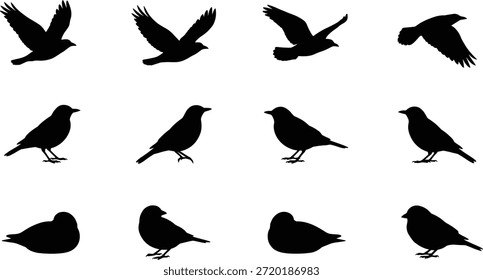   
Conjunto de Vectores de silueta de pájaro, iconos de pájaros voladores y posados en negro, ilustración de vida silvestre, poses de pájaros en reposo, gráfico de naturaleza, Elementos de diseño editables, Formas de animales para el arte, colección de Vector imprimible