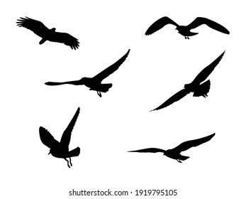 Bird silhouette vector set isolated on white background. Animal characteristics.