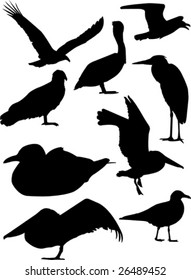 Bird silhouettes.