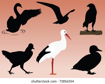 Bird silhouettes